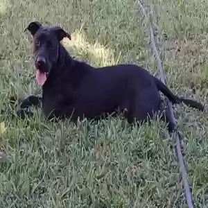 /images/pets/original/2178307_33520_Kiki 2.webp
